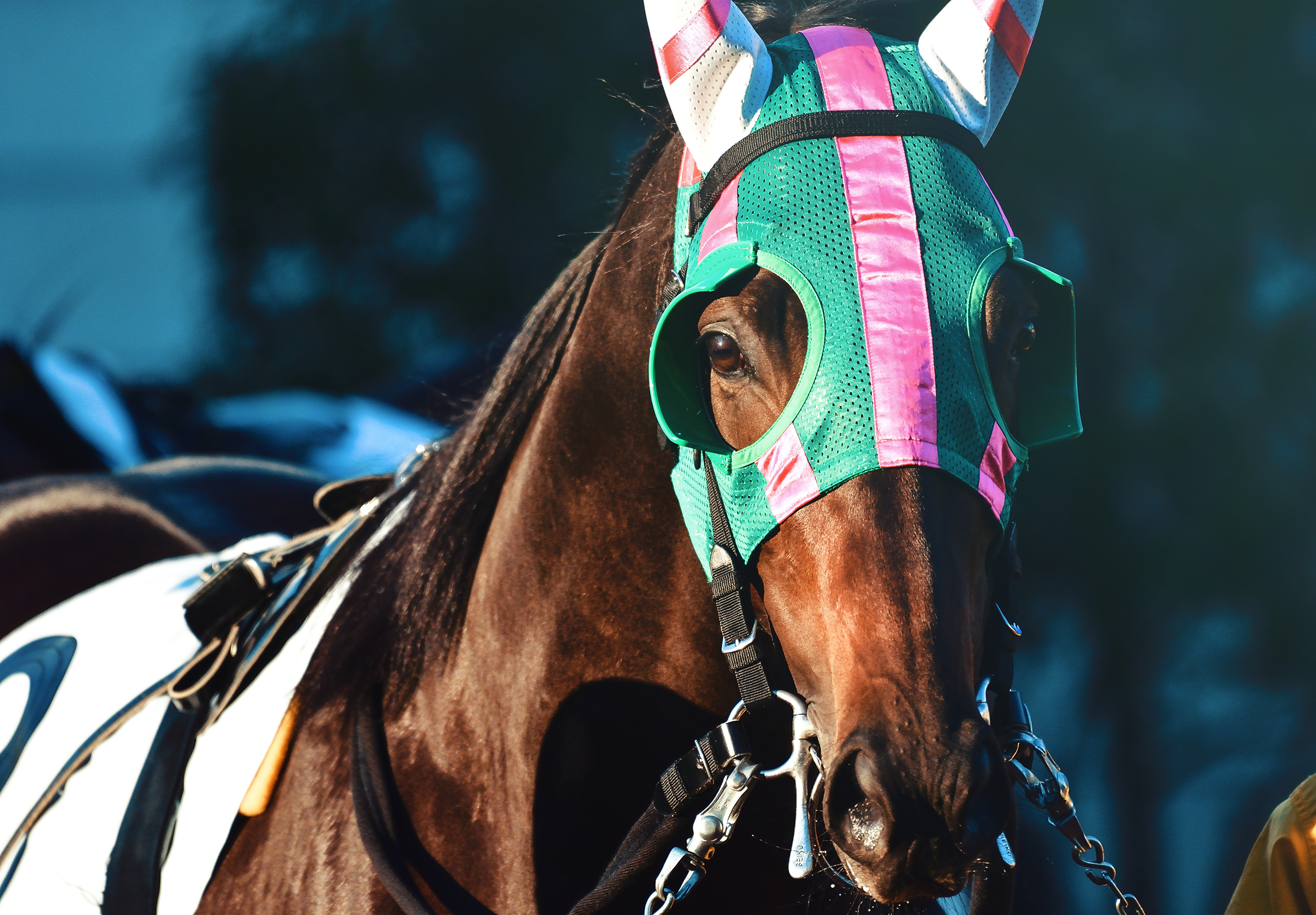 a headshot of horse in racing gear